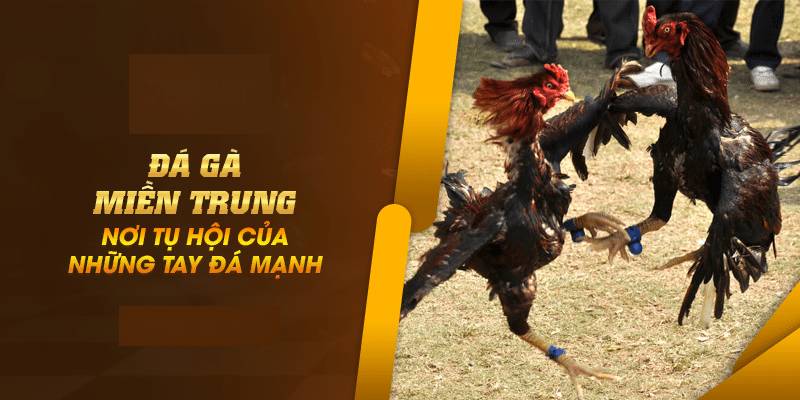 Đá Gà Miền Trung – Thế Giới Chiến Kê Máu Lửa Giữa Lòng Nắng Gió 1 Da Ga Mien Trung – The Gioi Chien Ke Mau Lua Giua Long Nang Gio